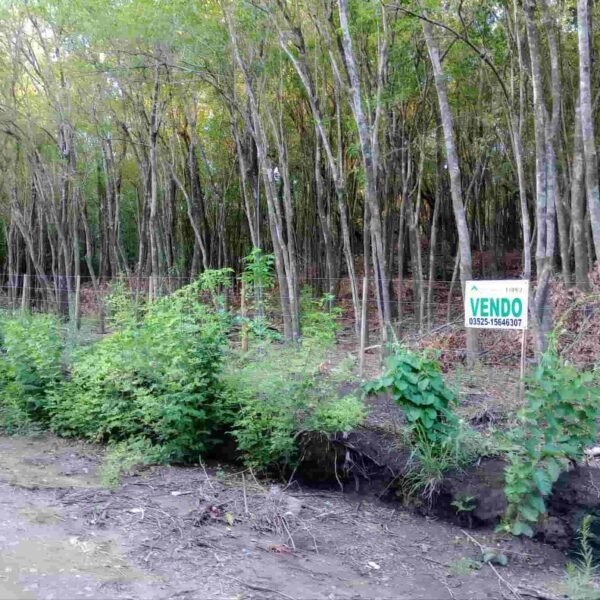 VENDO LOTES EN LA GRANJA | calles El Jazmin y El Tala